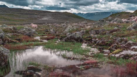 Un-Pequeño-Rebaño-De-Ovejas-Lanudas-Pasta-En-Los-Pastos-Rocosos-De-La-Meseta-Montañosa-En-Noruega