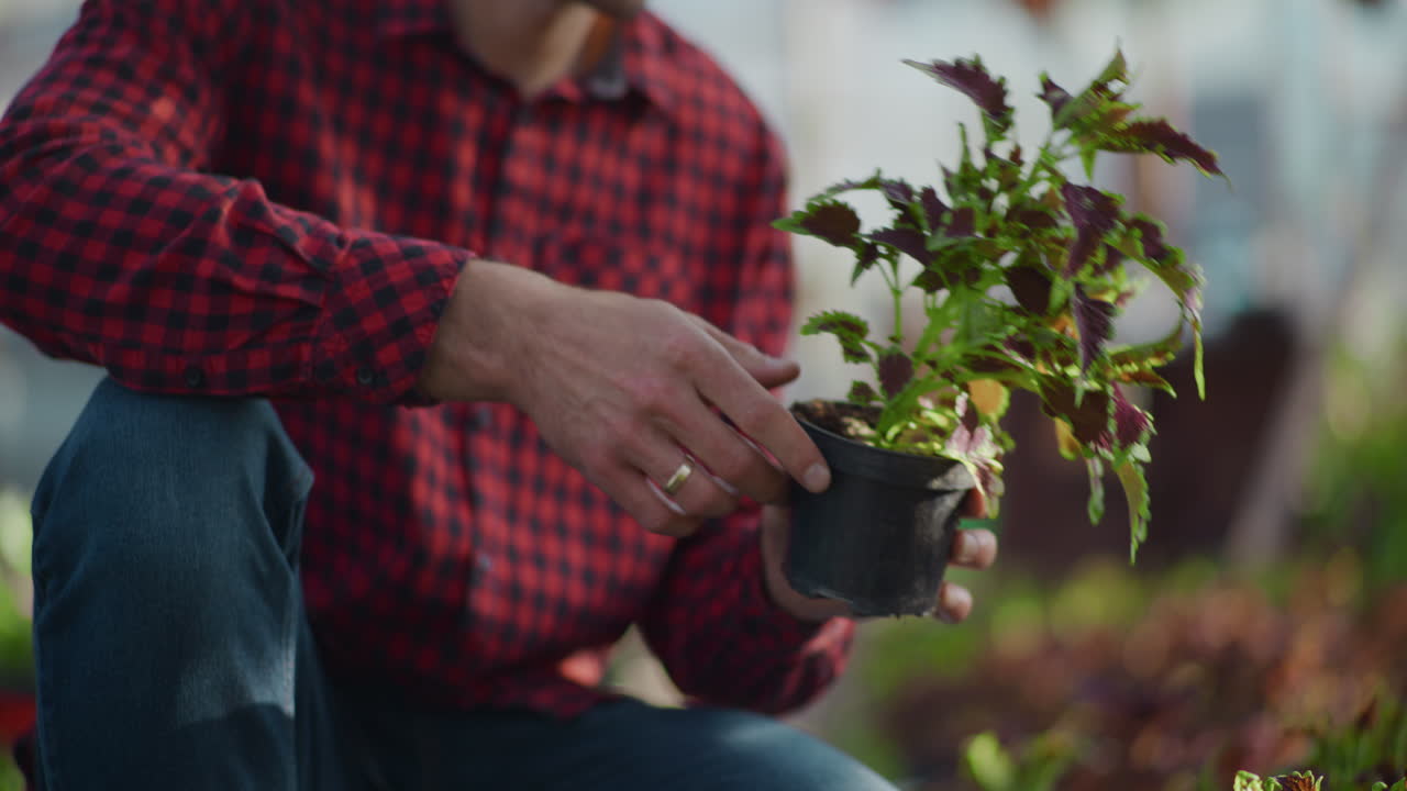 Closeup of Young Flowers in a Greenhouse