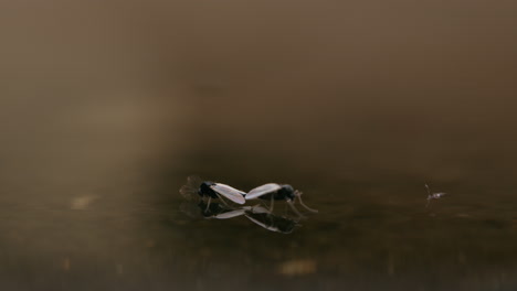 Mosquitos-Quironómidos-Apareándose-En-La-Superficie-Del-Agua,-En-La-Luz-Dorada-Del-Atardecer