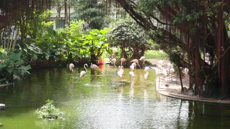 flamencos en un estanque de jardín tropical