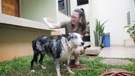 young woman bathes her australian shepherd dog, applies shampoo