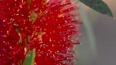 close-up of vibrant red bottlebrush flowers