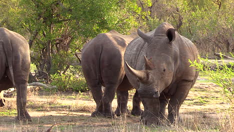 southern white rhino in the greater kruger national park, africa