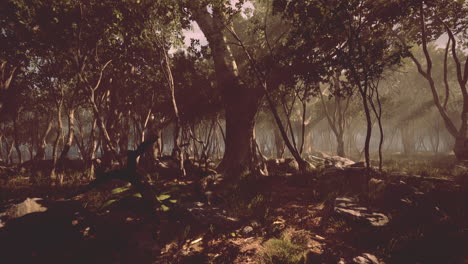 paisaje silvestre bosque con árboles y musgo en las rocas
