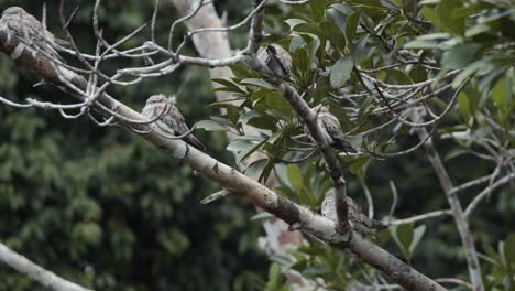 small bird sitting on a branch, sleeping in amazon rainforest during the day