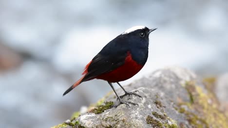 The-White-capped-Redstart-is-known-for-its-white-lovely-crown,-dark-blue-blackish-wings-and-brown-under-feathers-and-its-tail-starts-with-red