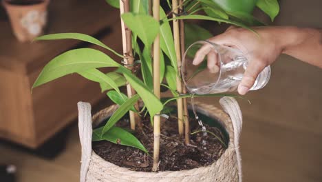 anonymous ethnic man watering green plant on street