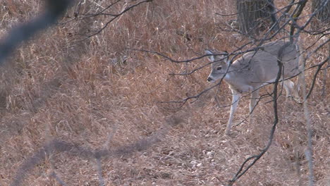 whitetail deer in the wild