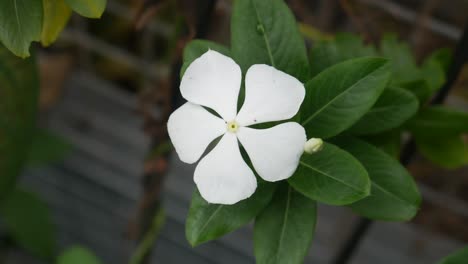 Weißer-Catharanthus-Roseus-Blumenhintergrund-Blattgrün