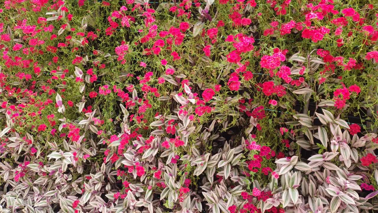 las hermosas flores y camas de hierba de cameron highlands, malasia.