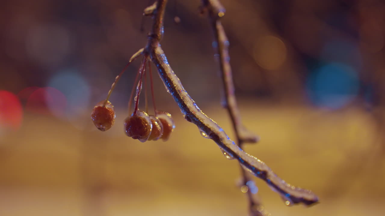 얼음으로 인 겨울의 열매는 얼어붙은 가지에 부드럽게 매달려 있고, 황금빛 아래 반이고, 바람에 가게 날아다니며, 지나가는 차들은 흐릿한 빛을 더합니다.