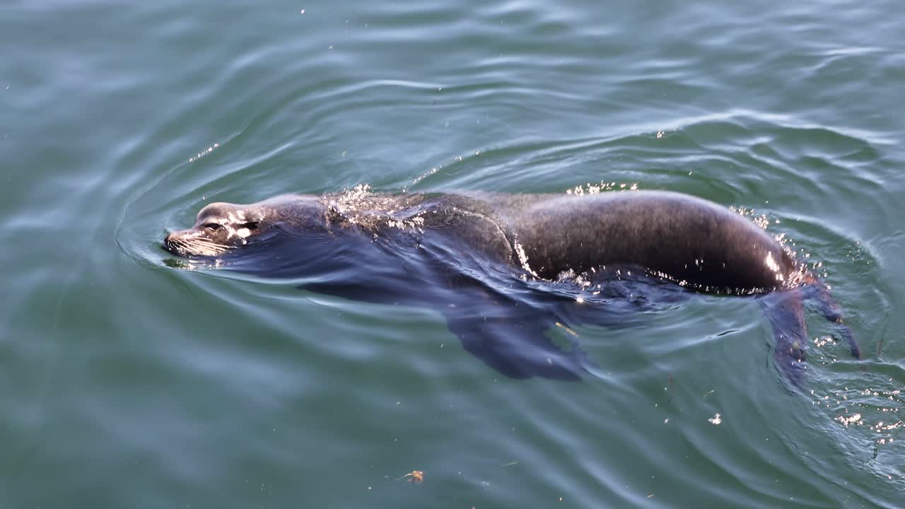 Sea lion begging for fish in front of a fishing boat on Vancouver Island