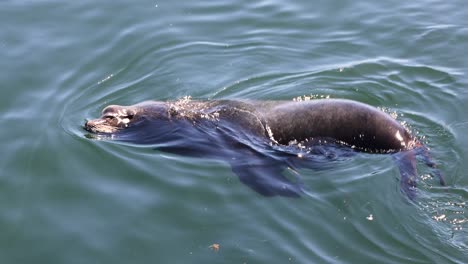 sea lion begging for fish in front of a fishing boat on vancouver island