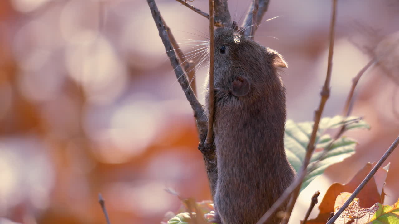 vole de banco asustado respirando inmóvil mientras trepa arbustos en el bosque de otoño - primer plano