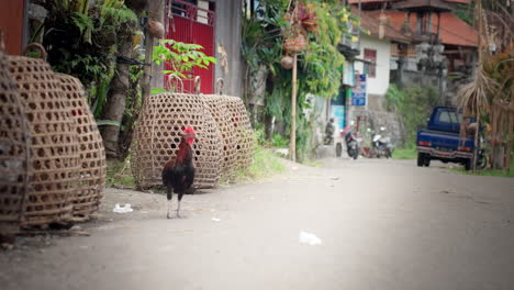 Cestas-De-Gallos-De-Animales,-Peleas-De-Gallos,-Crueldad-Animal,-Tradición-Indonesia