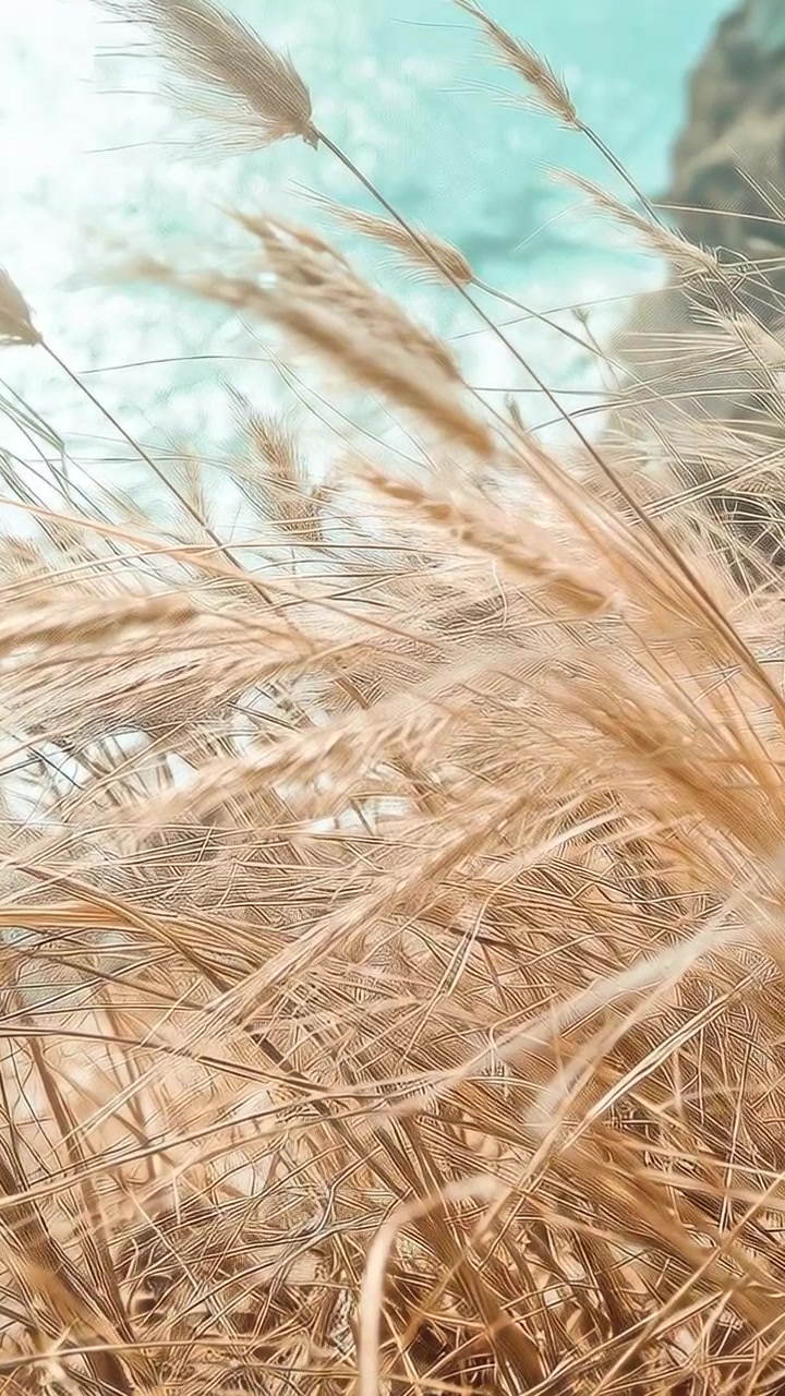 Video verticale: Erbe dorate ondeggianti che si piegano sul pendio di una scogliera, mosse dal vento, con mare turchese.