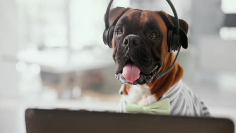 Boxer dog wearing headset working on laptop