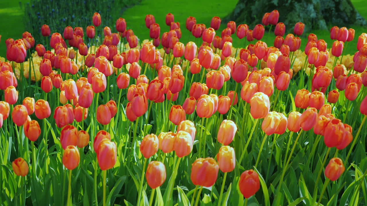 розовые тюльпаны в парке амстердама