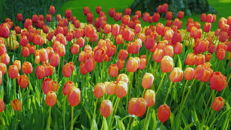 Pink-Tulips-In-Amsterdam-Park