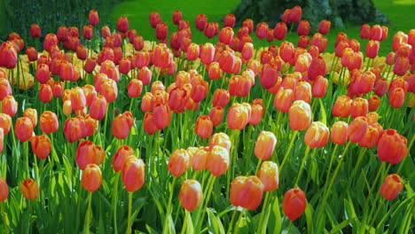 tulipanes rosas en el parque amsterdam