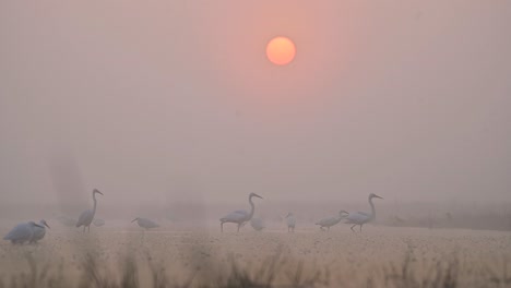 bandada de pájaros pescando al amanecer
