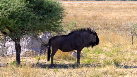 blue wildebeest in etosha national park