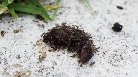 A-group-of-ants-feasting-on-worm