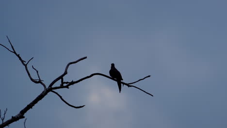 Silhouette-of-small-bird-perched-on-a-leafless-branch