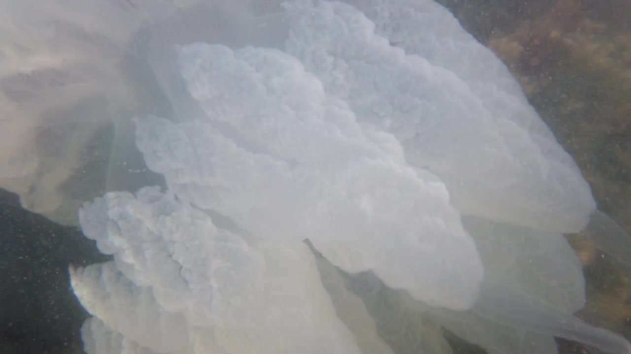 Vandmænd under vandet i havet. Arten Rhizostoma pulmo.