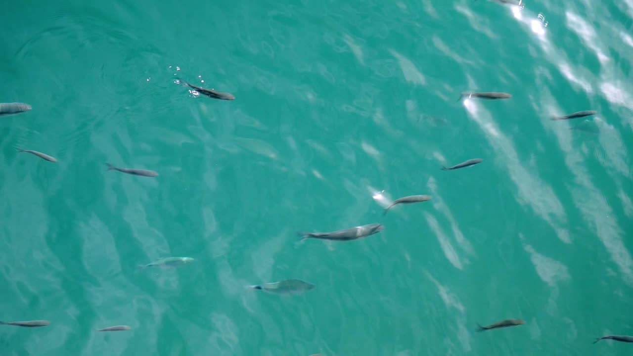 School of fish swimming left to right in crystal clear turquoise waters of harbour in Lanzarote