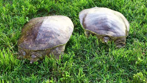 two large female softshell turtles apalone spinifera in grass