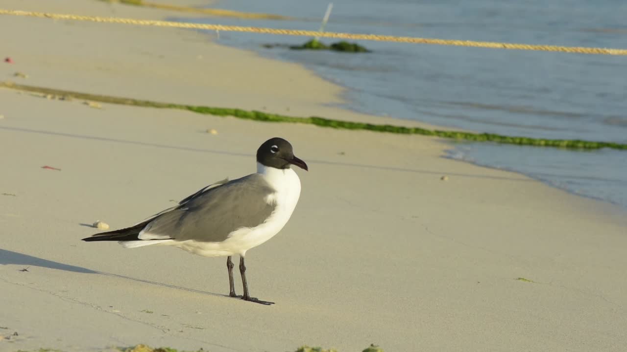 Larus Atricilla, Laughing Gull  on the beach in Caribbean-sea-Los-roques-National-Park-Venezuela