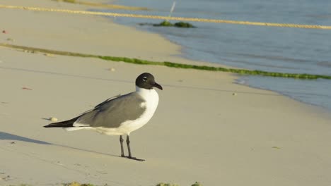 larus atricilla, laughing gull  on the beach in caribbean-sea-los-roques-national-park-venezuela