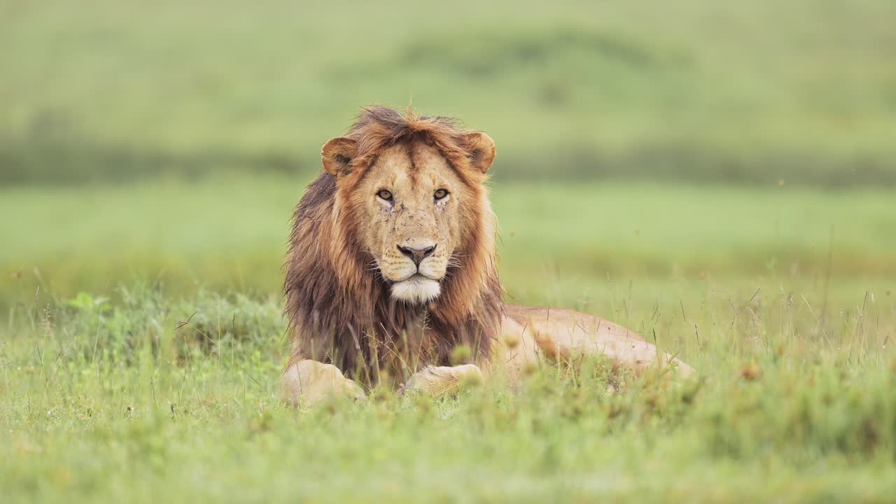 Male Lion in Serengeti in Tanzania, African Wildlife Portrait of Lion Looking at the Camera in Serengeti n Africa of Large Male Lion with Big Mane, Lying on Grass, Low Angle Eye Level Shot