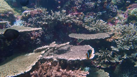 Cámara-Lenta-Panorámica-De-Abajo-Hacia-Arriba-En-Un-Arrecife-De-Coral-Saludable