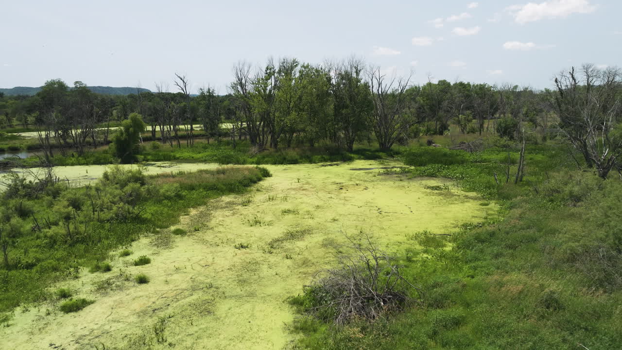 las exuberantes algas verdes florecen en la superficie de los humedales en trempealeau, wisconsin