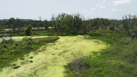 lush green algae blooms on wetland surface in trempealeau, wisconsin