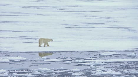 polar bear reflection on the sea ice  in bjornsundet on spitsbergen in the svalbard archipelago norway