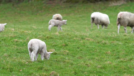 lamb eating in grass field on a farm with multiple sheep and lambs in the background