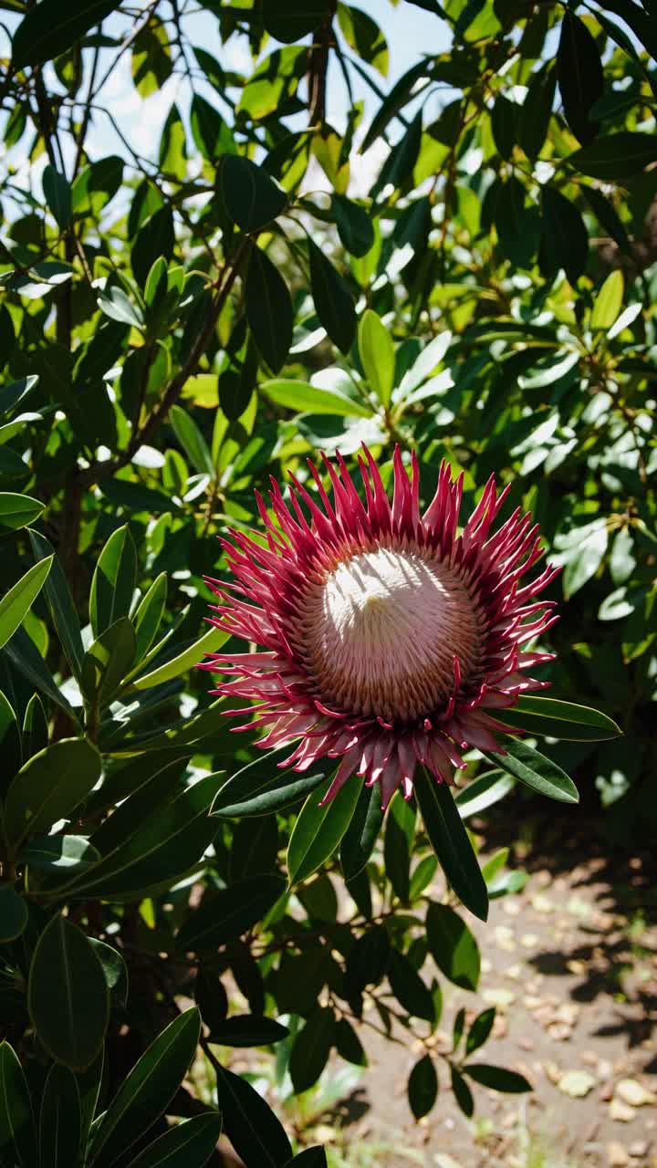 Close-up videobeeld van een levendige protea bloem omringd door weelderige groene bladeren