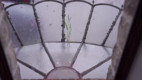 Close-up-of-an-old,-frosted-window-with-intricate-metalwork-and-a-single-green-plant-visible-through-the-glass,-evoking-a-sense-of-solitude-and-resilience