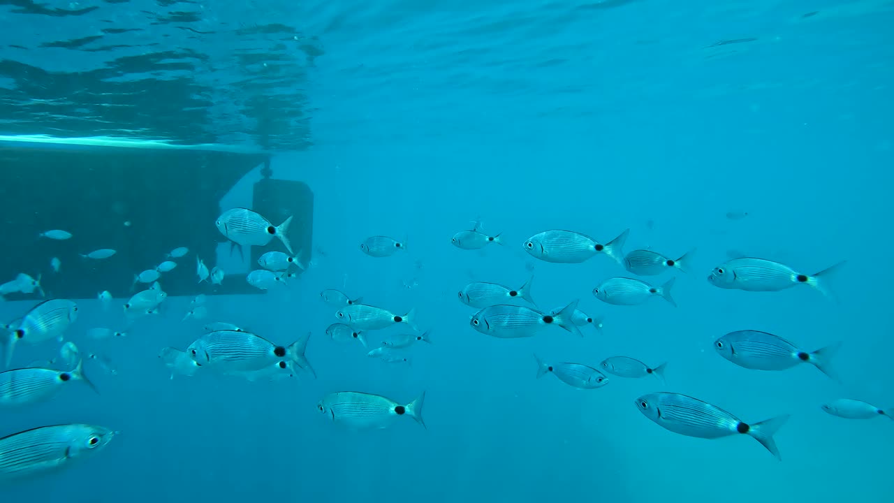 un banco de peces pequeños rodeados de brasa cerca de un barco con timón y hélice visibles