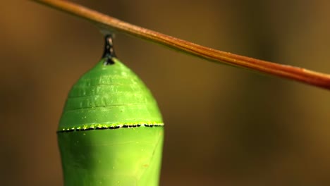 Close-Up-Of-Chrysalis