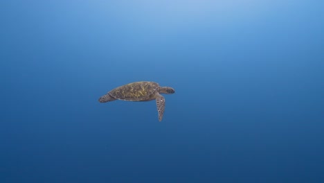 Green-sea-turtle-swimming-in-the-blue-crystal-clear-water-of-the-pacific-ocean,-around-the-island-of-Tahiti-in-French-Polynesia