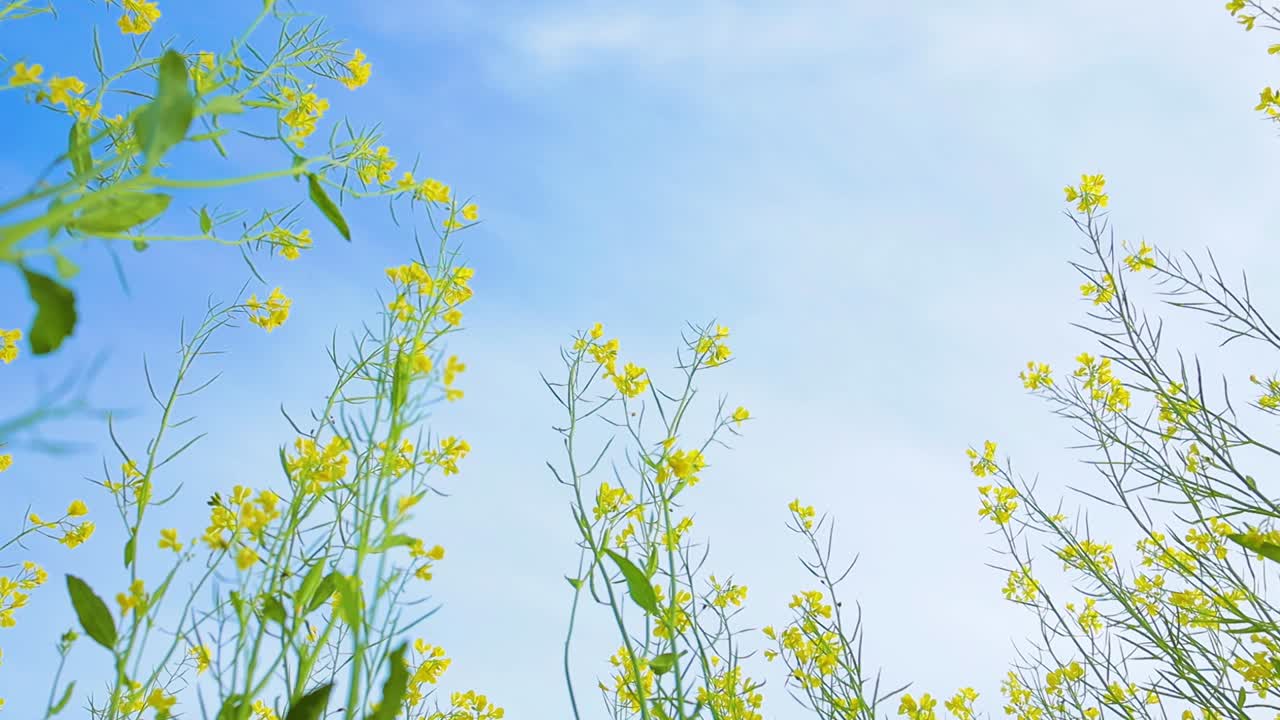 Mustard flowers. Mustard &ndash; mystical flower of happiness and health.