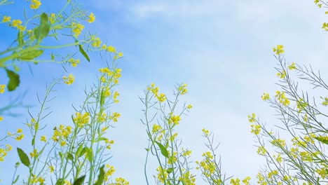 mustard flowers. mustard – mystical flower of happiness and health.