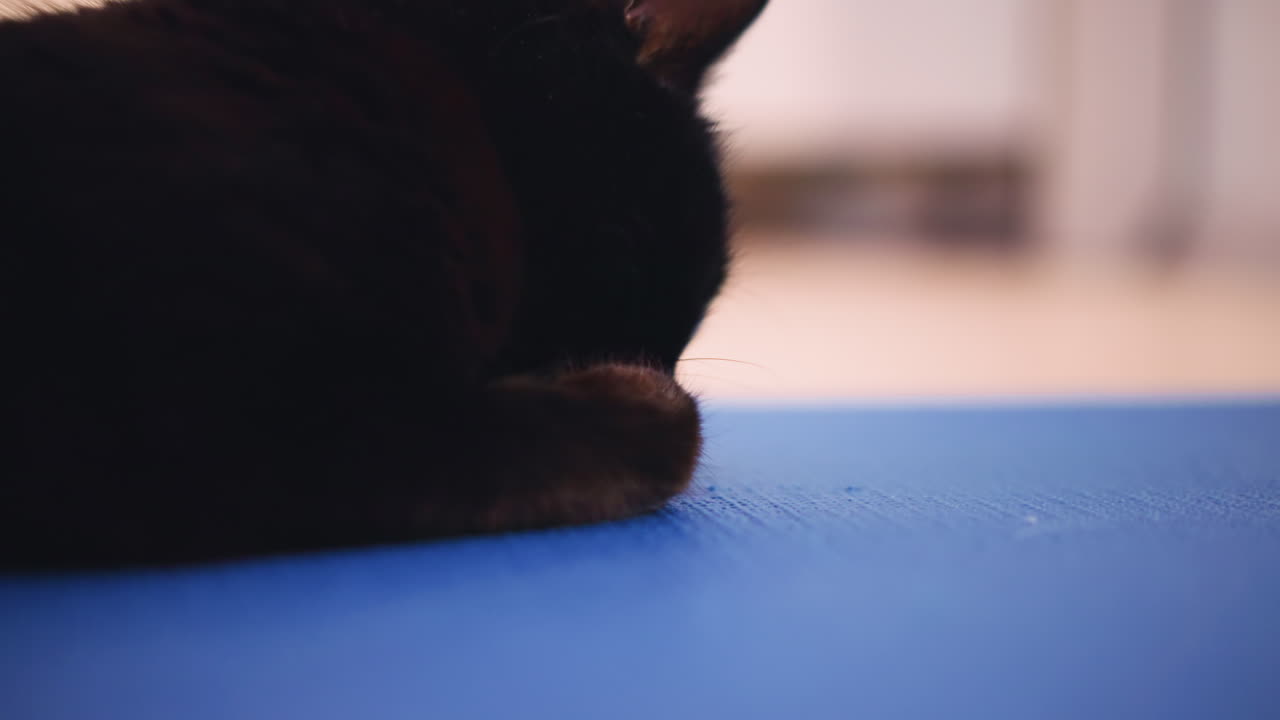 Peaceful Black Cat Licking Paw Calmly During Rest, Serene Black Kitten Grooming On Peaceful Surface With Focus, Relaxed Feline Attentively Licking Its Paw On Calm And Peaceful Surface
