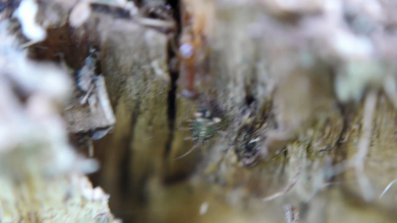 y pulgones en la madera en descomposición