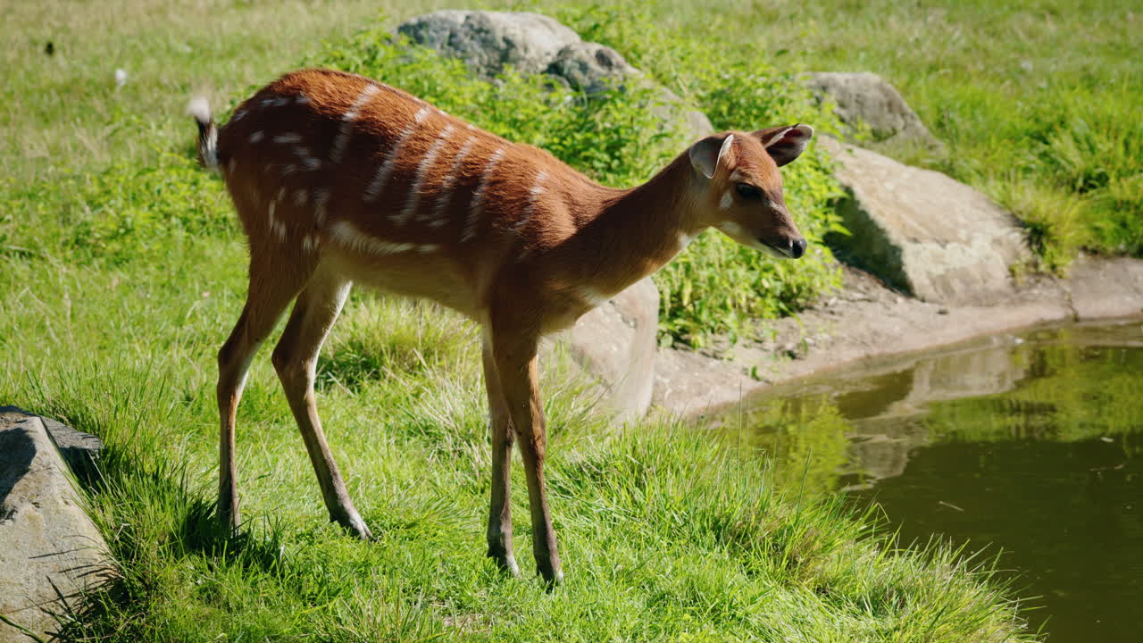 Sitatunga nel suo habitat naturale