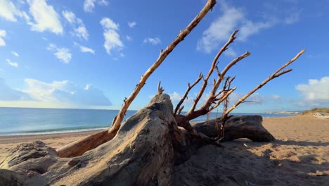 tronco de un árbol en una playa, virgen, sin gente, disparo suave con gimbal